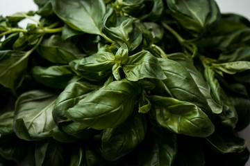 Fresh green basil with many sprigs on a dish