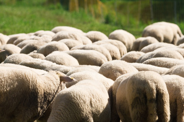 Fototapeta premium A herd of sheep with white wool standing in a green meadow and grazing