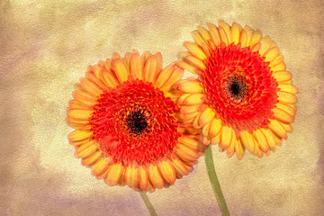 Digital art gerber daisies on textured background