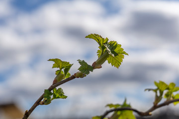 the plot of the fetus. buds on a tree. the flowering tree. Apple blossom photo