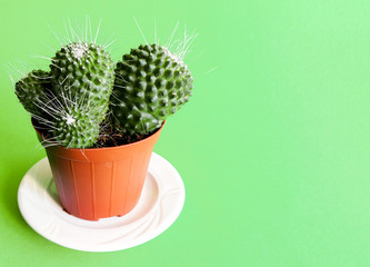 cactuses in pots on green background