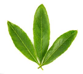 almond leaves on a white background