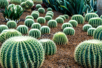 Rounded cactus on the tropical garden