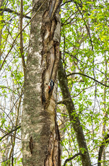 Birch tree trunk and great spotted woodpecker, Ramsholmen island, Tammisaari, Finland