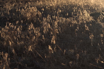 Golden dry grass background
