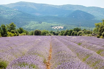 Fototapeta na wymiar Lavender Field Against Mountains