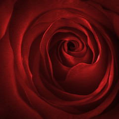 Red rose swirl square background, studio shot