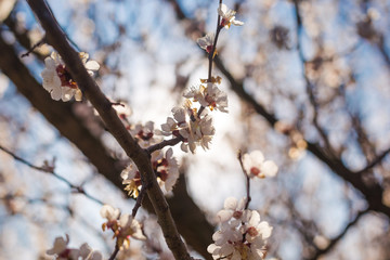 Beautiful flowering apricot tree in spring
