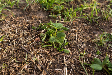 Young strawberry seedling in the sandy soil