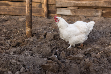 Hen walk on freshly digging land