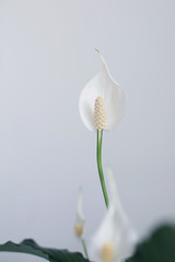 Popular air purifying indoor plant with white flowers Spathiphyllum. Commonly known as Spath or Peace Lily. 