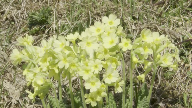 Schl&uuml;sselblume, echte Schl&uuml;sselblume, hohe Schl&uuml;sselblume, Primula, Primel, Wald-Schl&uuml;sselblume, Fr&uuml;hling, Fr&uuml;hlingsbote, Wiesenblume, Feuchtwiese, feucht, Bl&uuml;te, Bl&uuml;tenkelch, Kelch, Stamm, Bl&uuml;ten, Ro