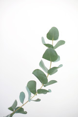 Eucalyptus botanical plant branch detail. Eucalyptus gunnii, commonly known as cider gum. 
