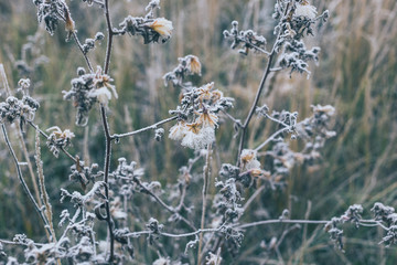 Field of grass and flowers covered with hoarfrost