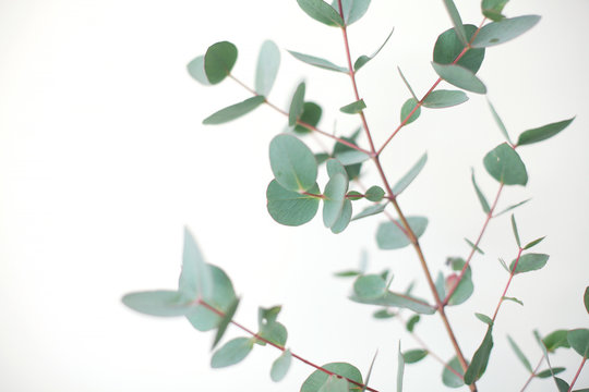 Eucalyptus botanical plant branch detail. Eucalyptus gunnii, commonly known as cider gum. 