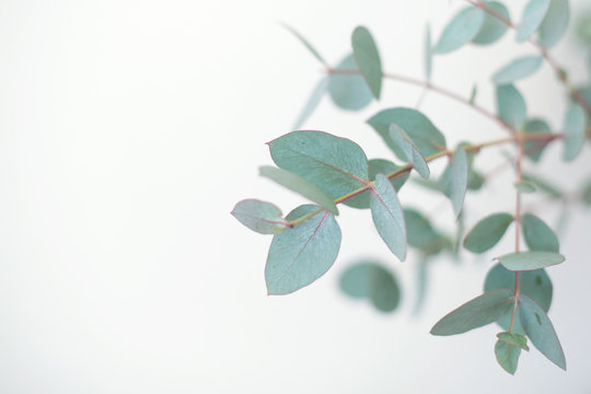 Eucalyptus botanical plant branch detail. Eucalyptus gunnii, commonly known as cider gum. 