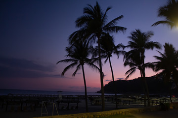 Fototapeta na wymiar palmtrees in a pink sky
