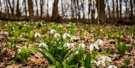 Spring snowdrops in a forest glade on a sunny day.