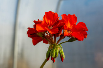 a blooming flower. flower red geranium photo