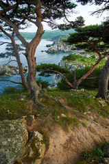 Fototapeta na wymiar High cliffs in the ocean. Rocky islands and rocks in Orlik Bay in the Sea of Japan. Far East. In the foreground are trees.