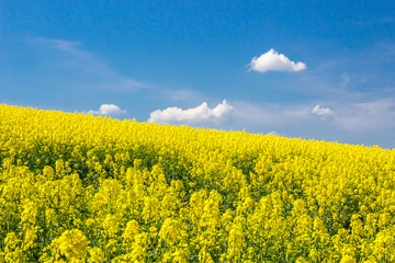 
lonely white clouds in the blue sky above the rape field