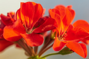 Fototapeta na wymiar a blooming flower. flower red geranium photo