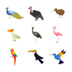 Exotic birds flat vector illustrations set