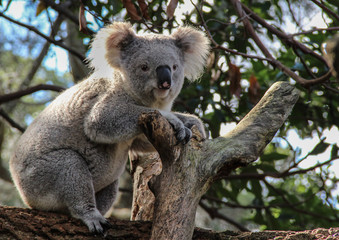 Low Angle View Of Koala Sitting On Tree