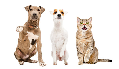 Two dogs and a cat sitting together with paws raised up isolated on a white background
