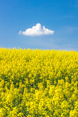 Obraz premium lonely white clouds in the blue sky above the rape field
