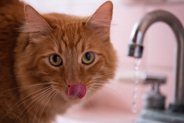 gato toma agua