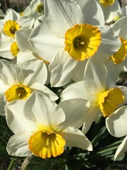 Obraz na płótnie Canvas Daffodils Spring Flowers