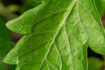 planting tomato seedlings . growing tomatoes and cucumbers in a greenhouse photo
