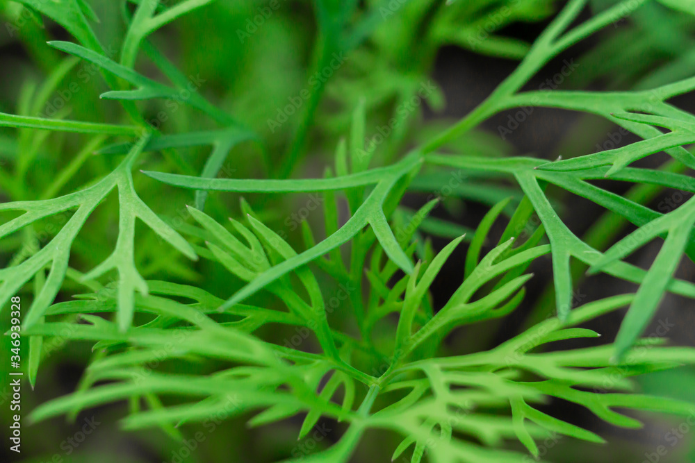 Wall mural planting dill in the greenhouse . growing dill photo