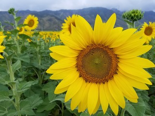 Fototapeta premium Sunflower fields in Maui Hawaii