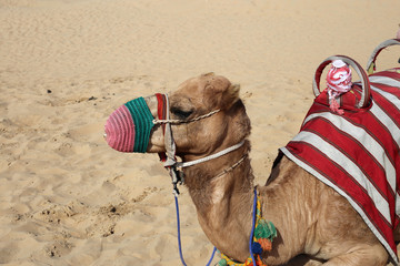 Dromedary camels in a closeup in Dubai, United Arab Emirates with red sand dunes of Sharjah in the...