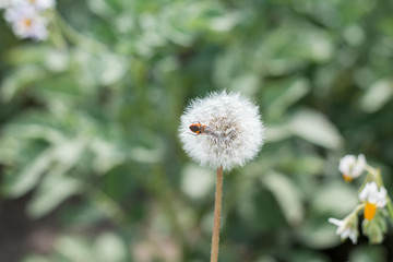 Beetle in a dandelion