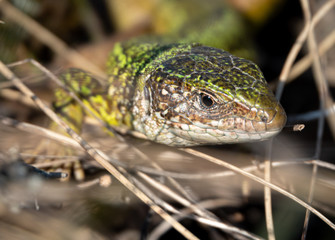 Green lizard strolling in the grass on the ground