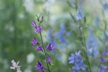 Purple and blue flovers