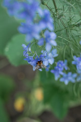 Bee in a blue flower