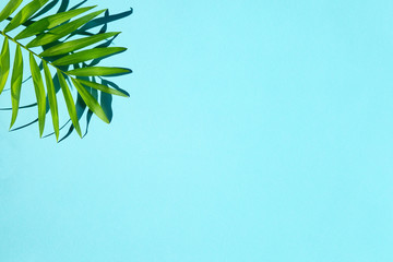 Green tropical palm leaf and shadows on blue background with free copy space for text. Creativity summer botanical flat lay. Top view. Minimal nature.