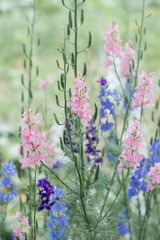 Pink and blue flowers