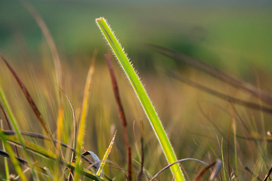 Detalle de hierba ubicado en las llanuras de Colombia