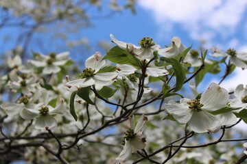 Blooming dogwood on bright sunny day