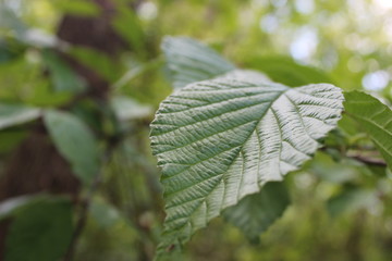Green leaves of a tree