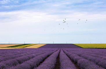 Lavender field. Provence. Blooming lavender. Birds in the sky over the lavender field