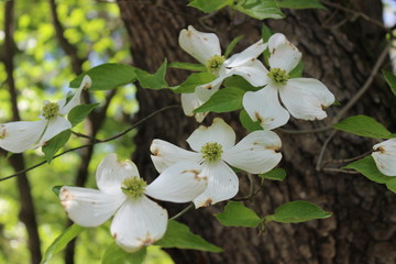 Obraz na płótnie Canvas Dogwood tree flowers