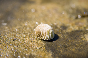 Conchiglia sulla spiaggia delle Maldive
