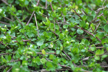 In the spring, Stellaria media grows in nature