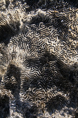 Textura de coral marino del océano Atlántico